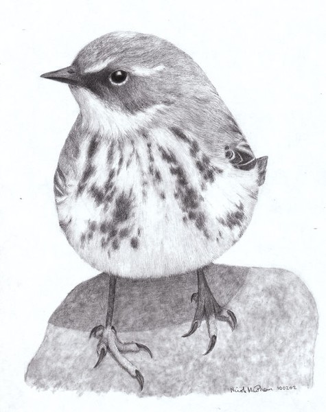 Yellow-Rumped Warbler