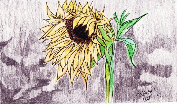 A little Ray of Sunshine