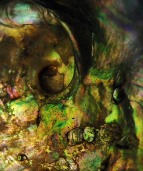 Green Shell