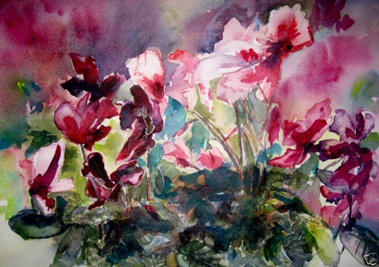 Cyclamen in Pink and red 