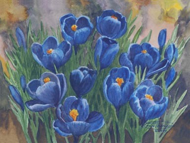 Blue Crocus