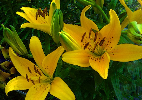 Yellow Flowers