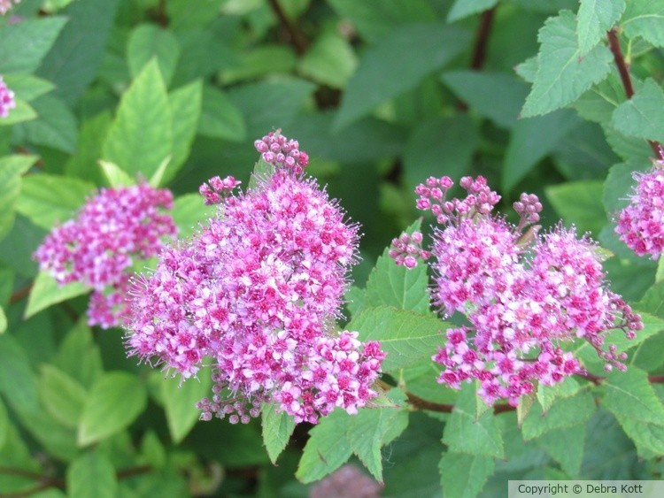 Pretty little Flowers