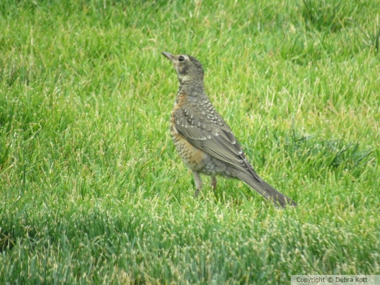 Bird