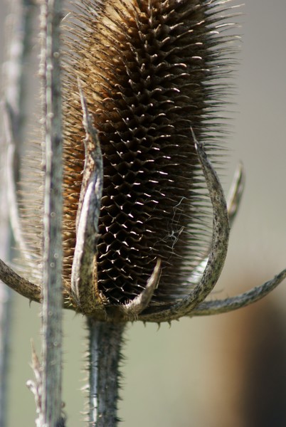 Prickly