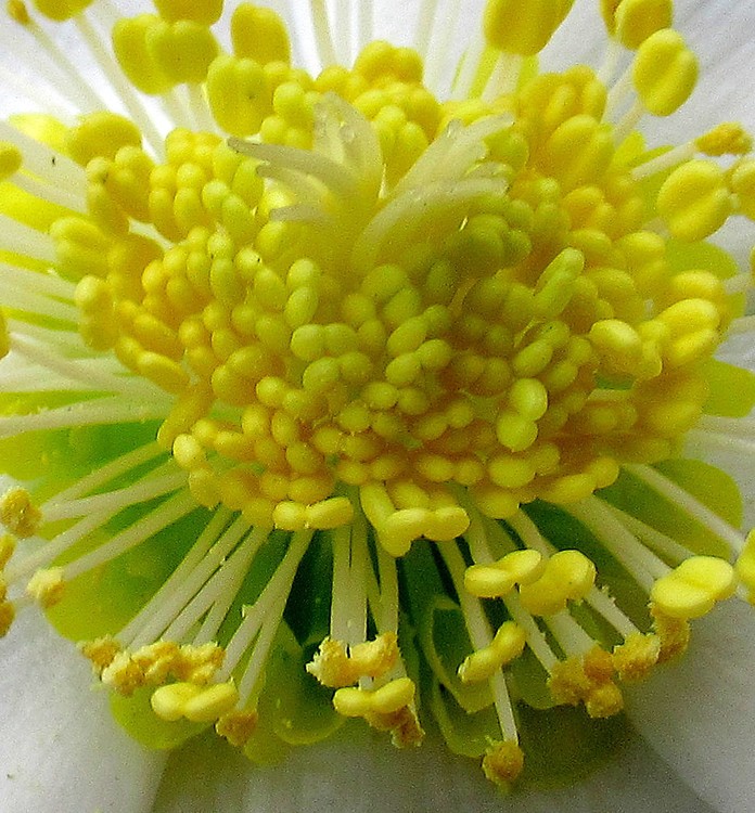 YELLOW MACRO MACRO