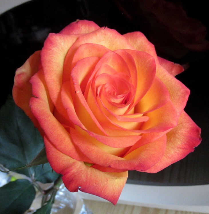 ROSE FESTIVAL 2018 N° 3