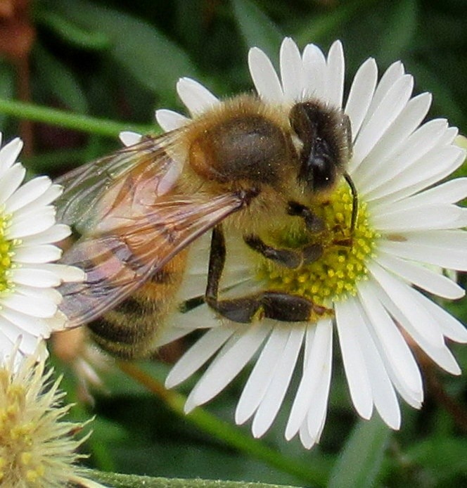 BEE AT WORK