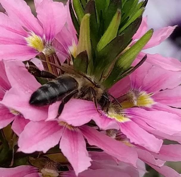 BEE AT WORK
