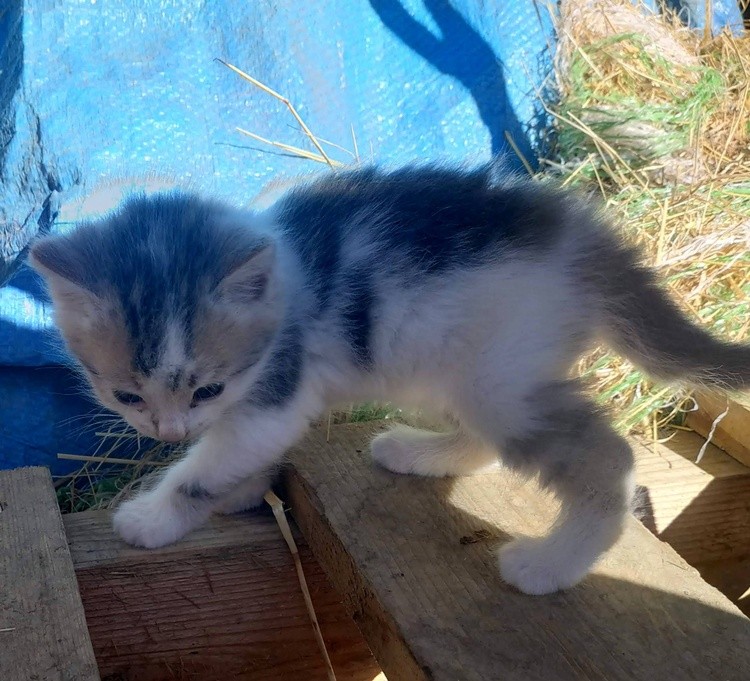 LOVELY KITTEN