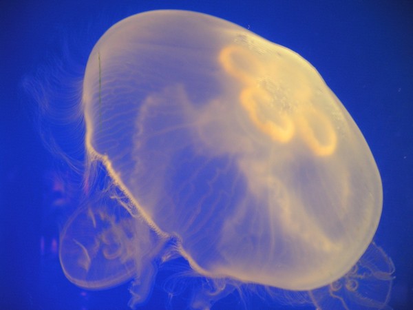 Jelly Dance
