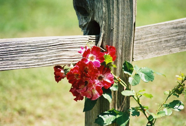Rose 