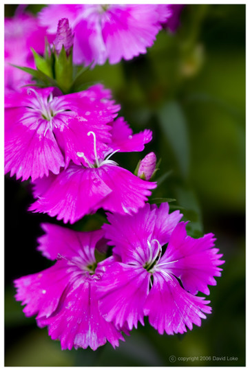 Violet Blossoms