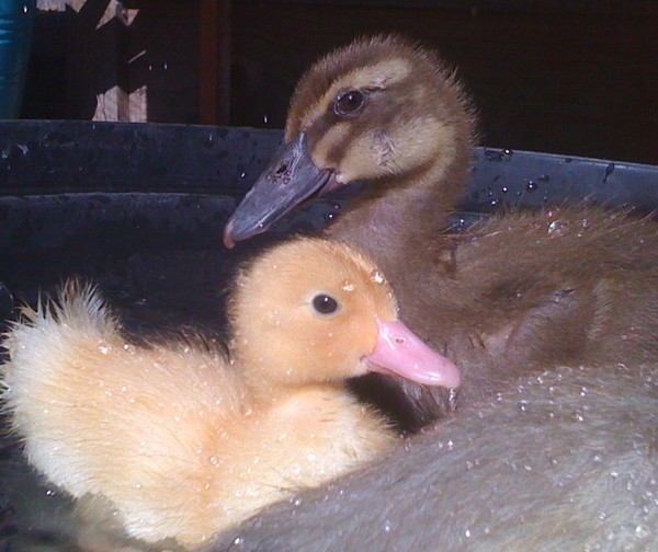 duckies