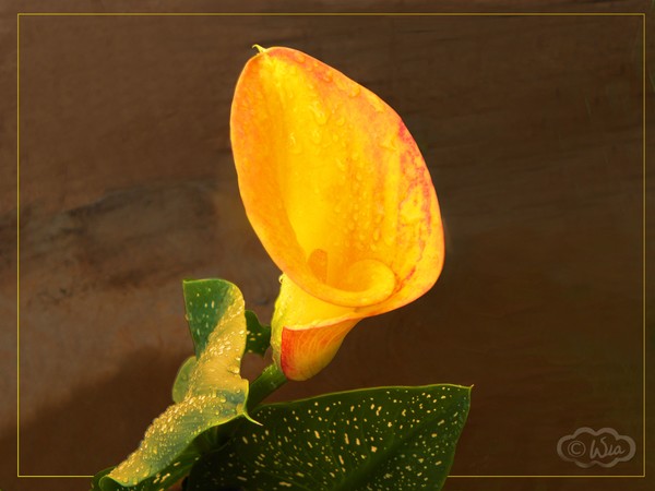 Zantedeschia
