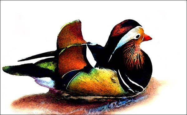 Chinese Mandarin Duck
