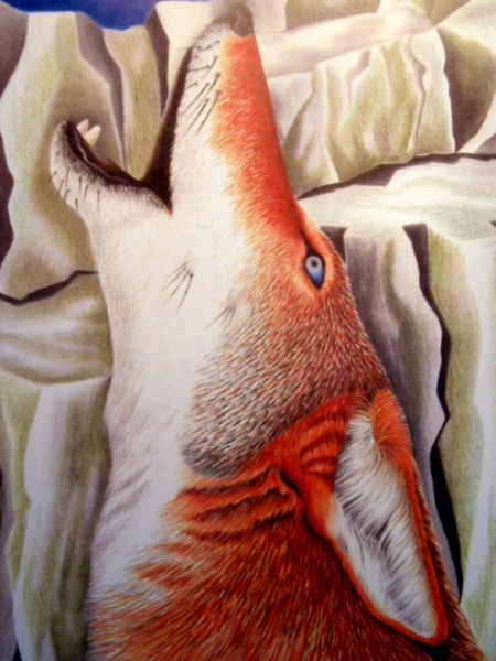 Coyote