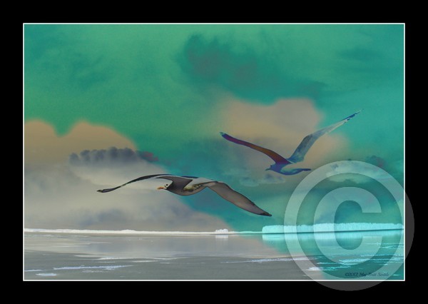 Seagulls