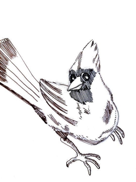 The Cardinal