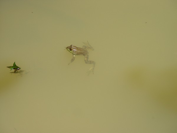 Float...      