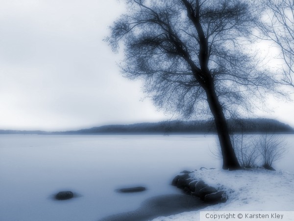 Meditating Tree