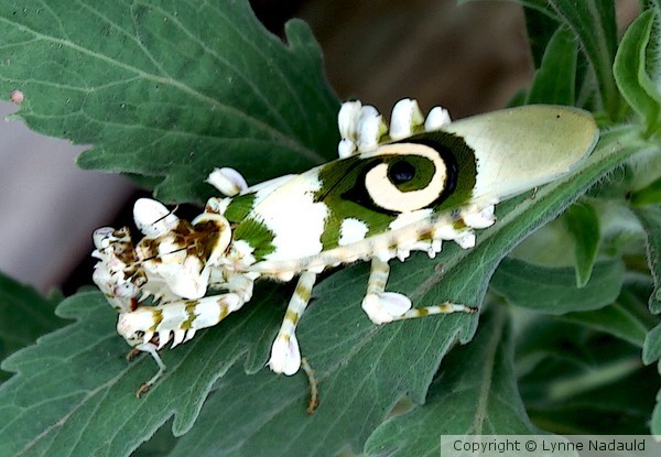 Good grief......Its a praying mantis. 