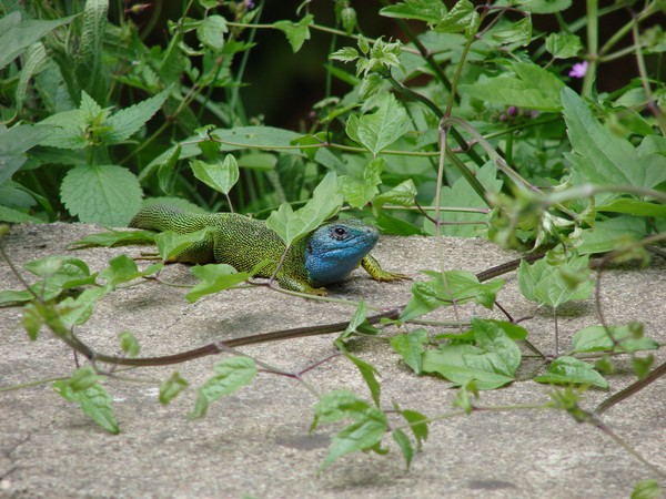 Lizzard