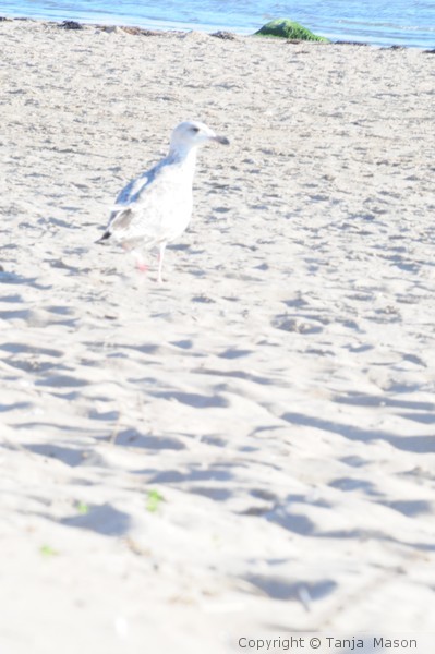 Seagull Jonathan 3