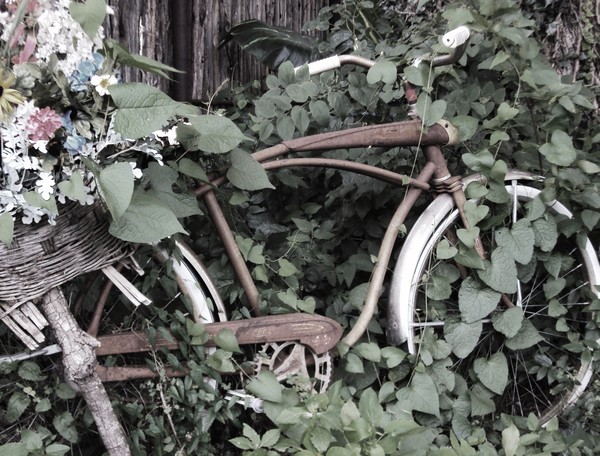 Old Bicycle