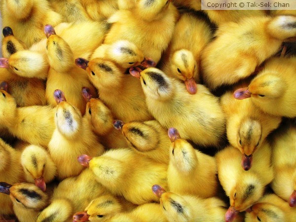 Ducklings ~ Wenzhou, China