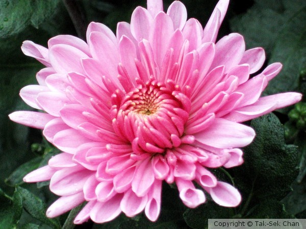 Chrysanthemum, Luoyang, China
