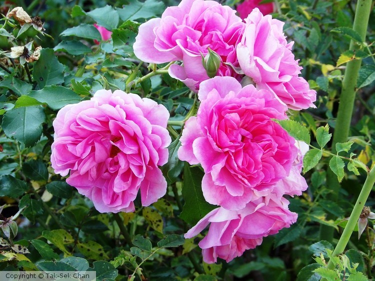 Rosa chinensis