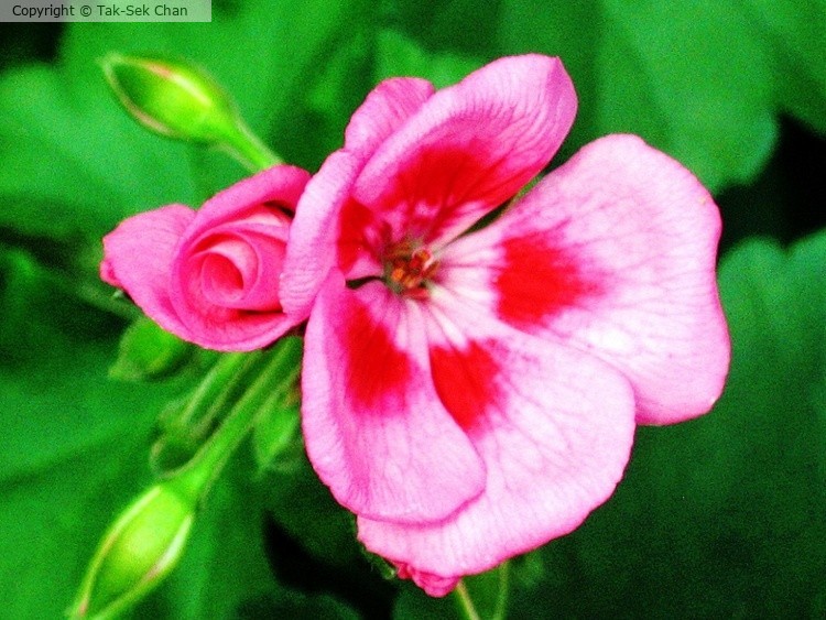 Zonal Geranium (Pelargonium × hortorum), 04-21-2007