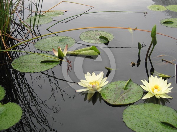 NY Botanical Gardens