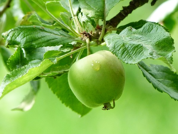 Apple