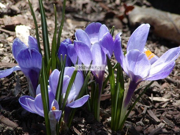 Spring is here in purple