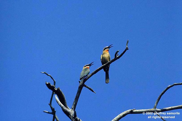 FEATHERED GOSSIP