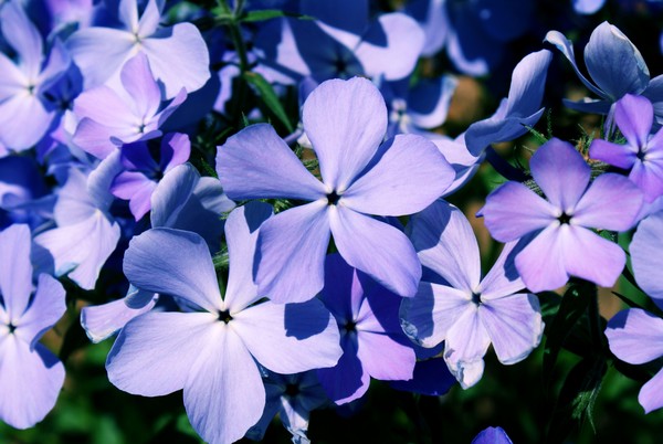 Hydrangea Bush