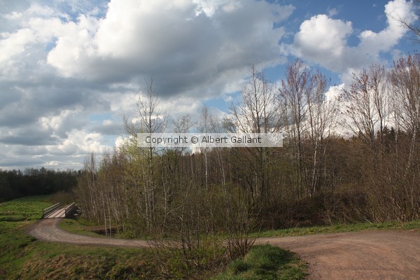 Forest Path