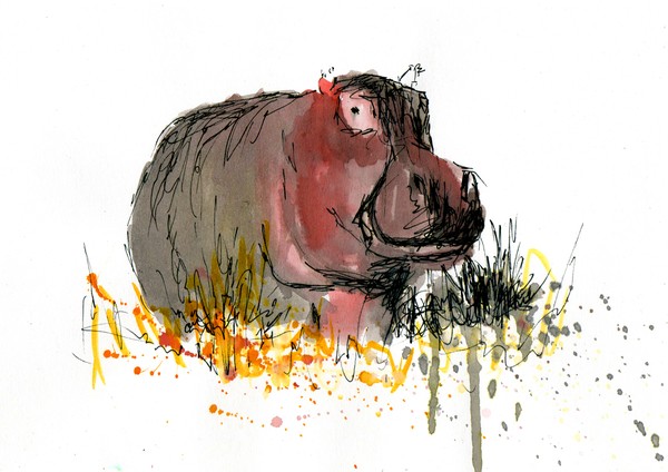 hippo