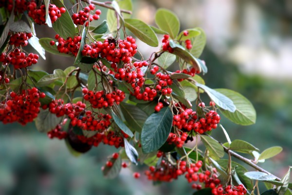 Berry Branch