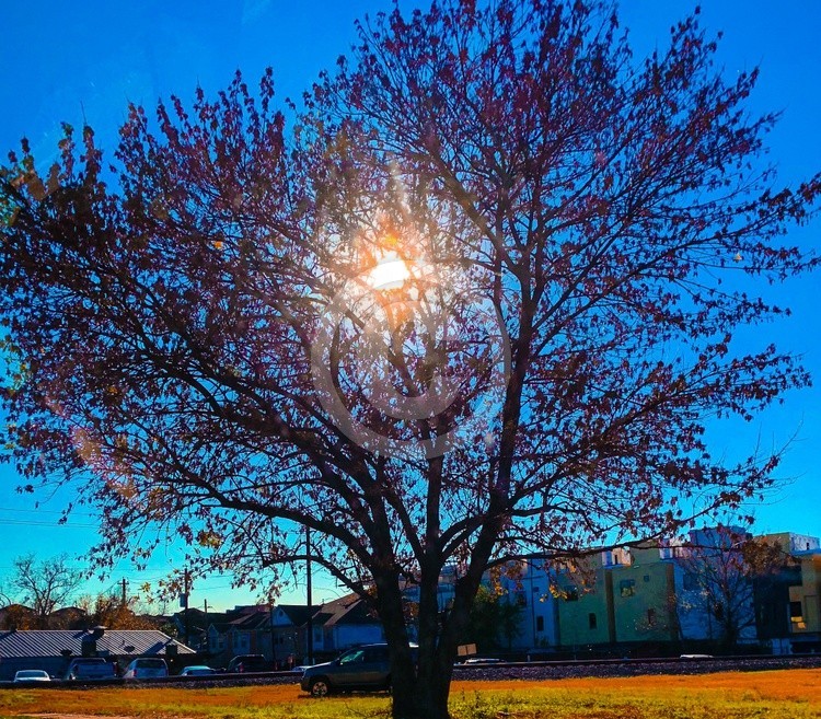 Shades of Spring
