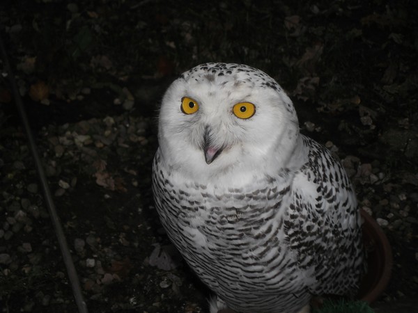 Owls and birds of prey 17