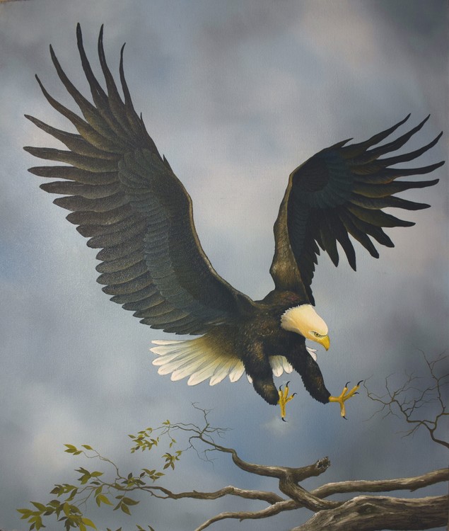 American Bald Eagle