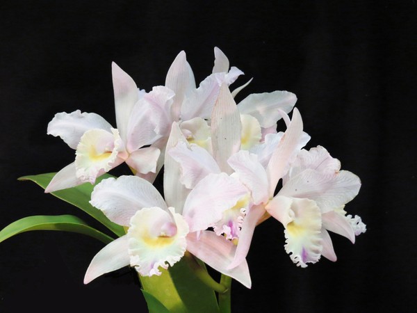 studies in white