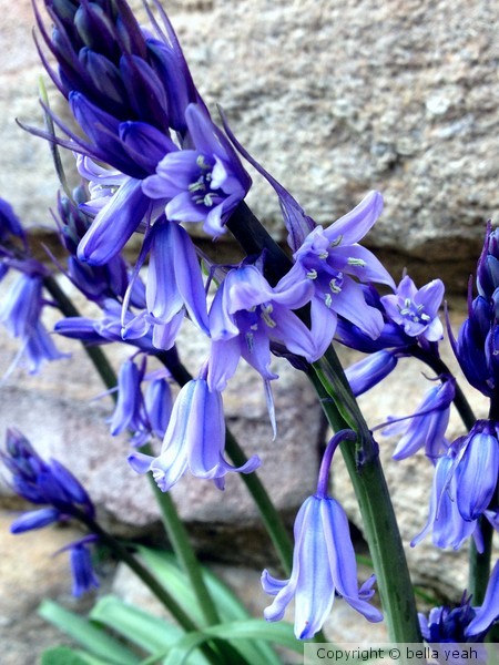 bonny bluebells