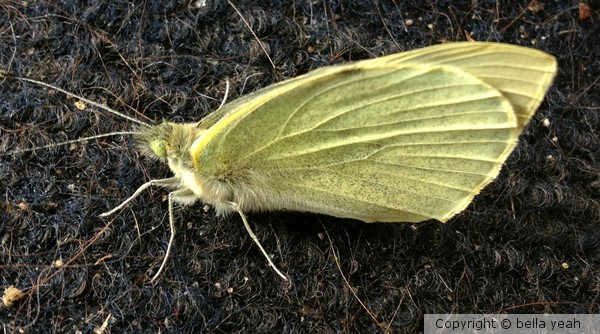 butterfly
