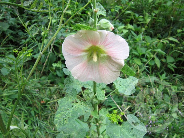 A flower