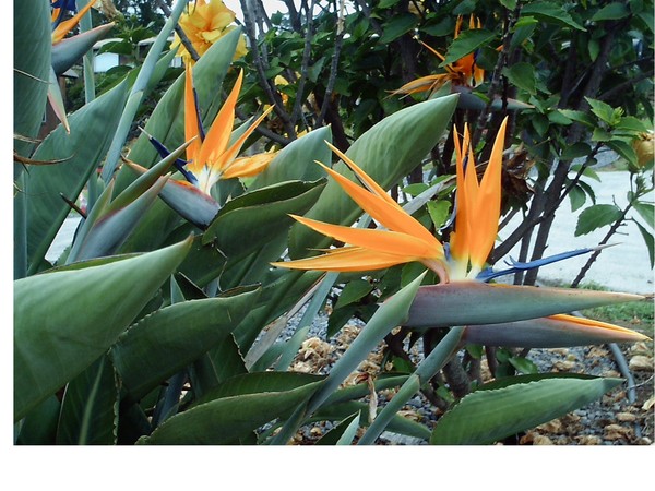 Bird of Paradise