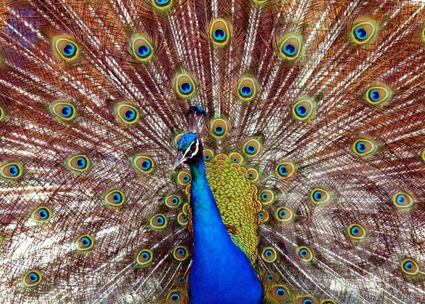Peacock Finery
